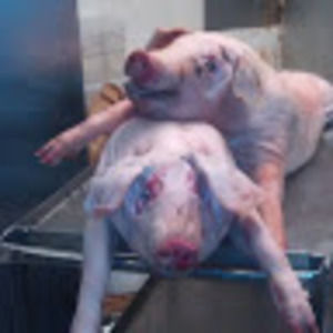 Meet your Posher, Walter